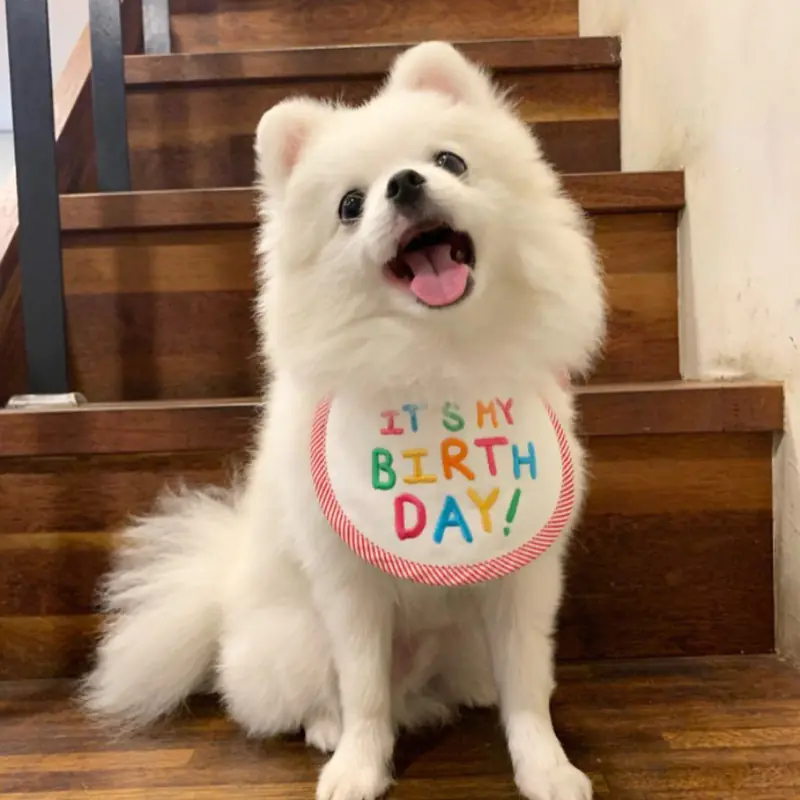 Embroidery Dog Bib and Saliva Towel for Pets