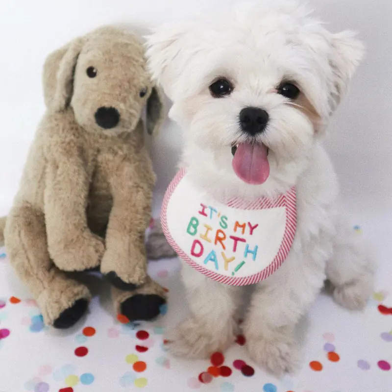Embroidery Dog Bib and Saliva Towel for Pets - Image 4