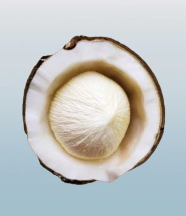 Fresh Tombong Coconut